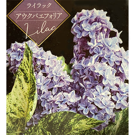 楽天市場】ライラック プレジデントグレビー 接木2年生 1本 : e-フラワー