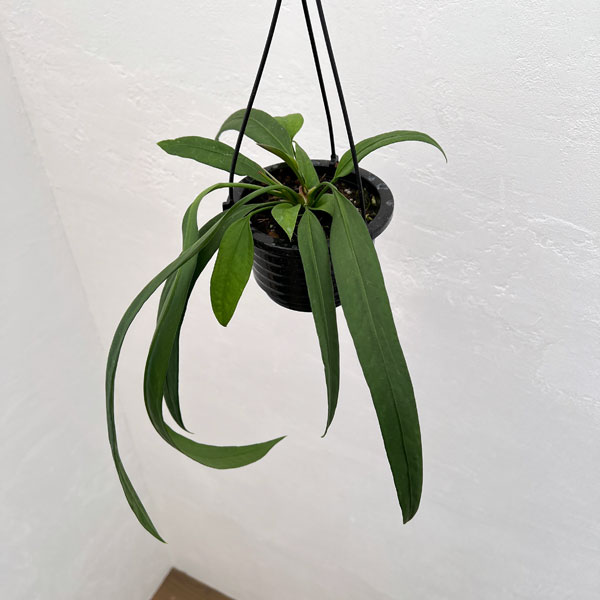 楽天市場】観葉植物/アンスリウム：ウェンドリンゲリー3.5号吊り