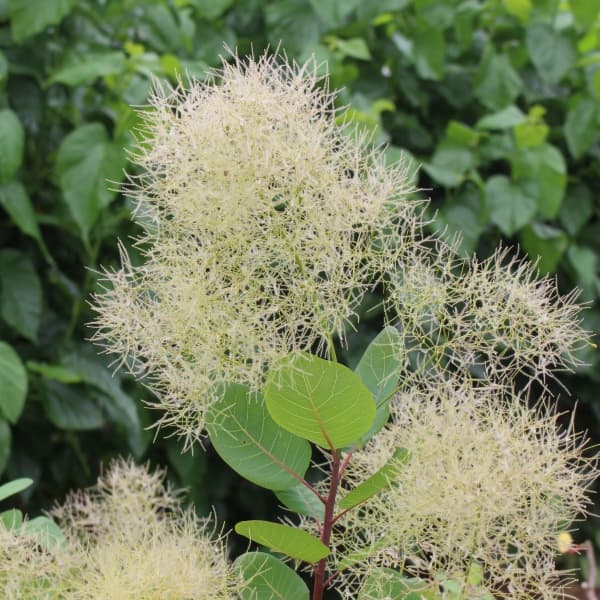 楽天市場】スモークツリー 【ホワイトボール】 3号ポット苗 : 苗木部