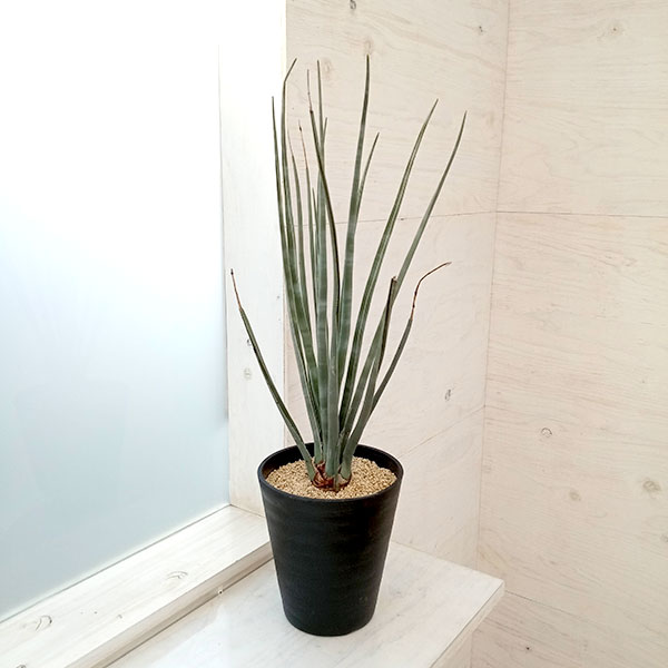 楽天市場】観葉植物/[ザ・ファームセレクト]ドラセナ：sp.スパイラル