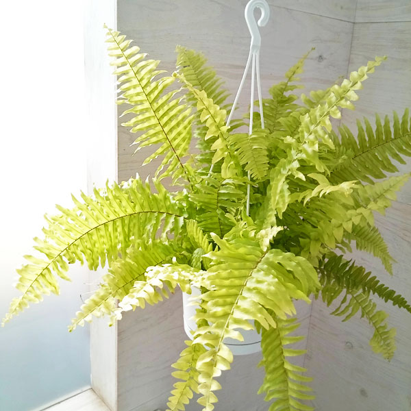 楽天市場】観葉植物/ネフロレピス：ビセラタ（フィッシュテール