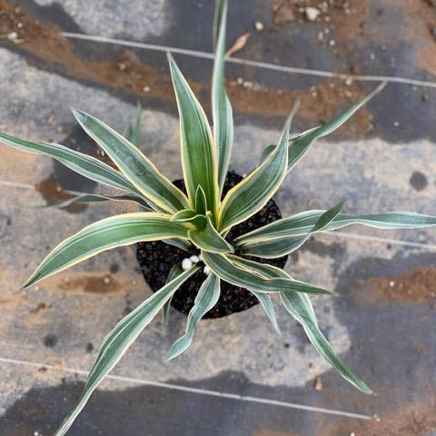 楽天市場】ユッカ グロリオーサ シトラスツイスト 5号サイズ 鉢植え