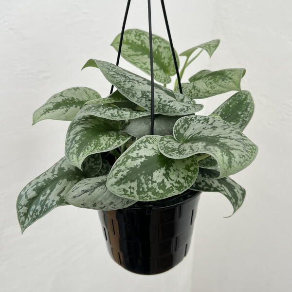 楽天市場】おしゃれ 観葉植物：スキンダプサス トレビー ブラック*7号