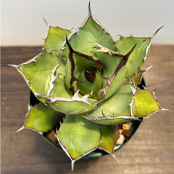 夏セールアガベパープソラム（Purpusorum）‼黄中斑️26800-12000 夏セールアガベパープソラム（Purpusorum）‼黄中斑️26800-12000 夏