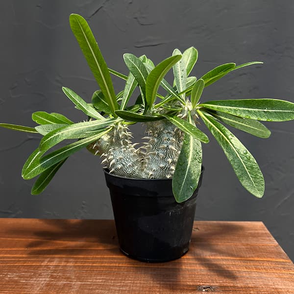 【多肉植物】パキポディウム　恵比寿大黒　９ パキポディウム 恵比寿大黒 | GREEN LUCK