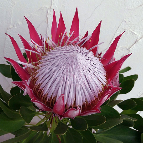 楽天市場】クイーンプロテア 5寸鉢植え 苗 : 日本花卉ガーデンセンター