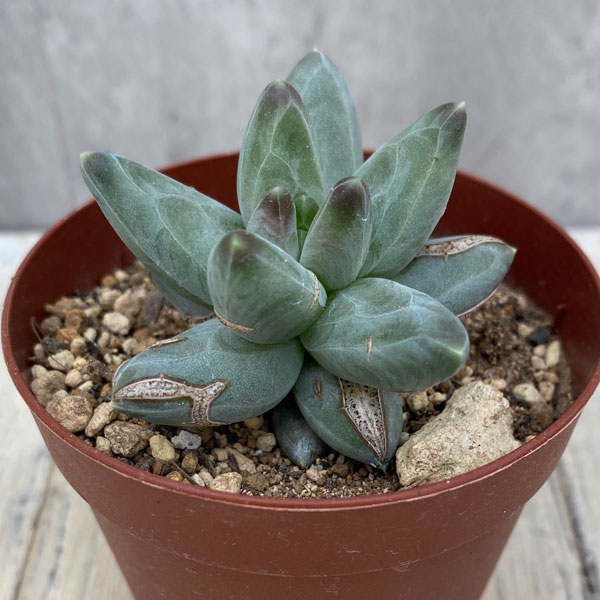 楽天市場】多肉植物 パキフィツム フレーヌ 9cmポット 観葉植物