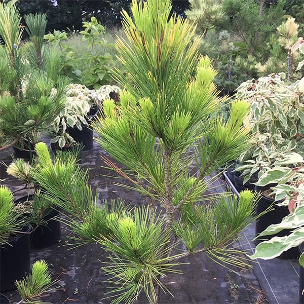 【現品】モンタナはいまつ 　(モンタナ這松)　モンタナハイ松　8号　R4番 楽天市場】【送料無料】 モンタナ這松（モンタナハイマツ） 苗木