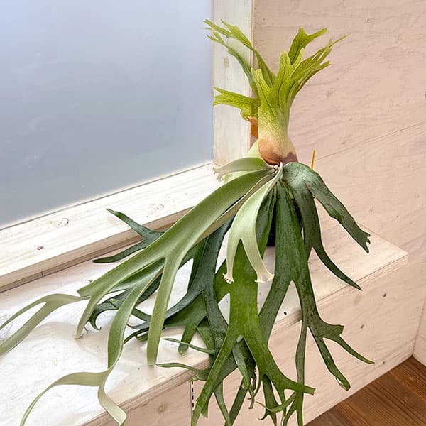 楽天市場】(現品) コウモリラン ウィリンキー バリ (No.40929