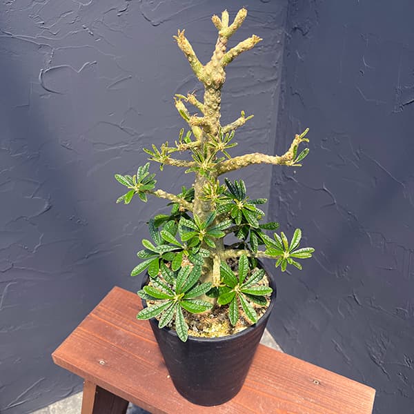 観葉植物/[棚卸セール]ドルステニア：ギガス 6号23-01｜園芸ネット プラス