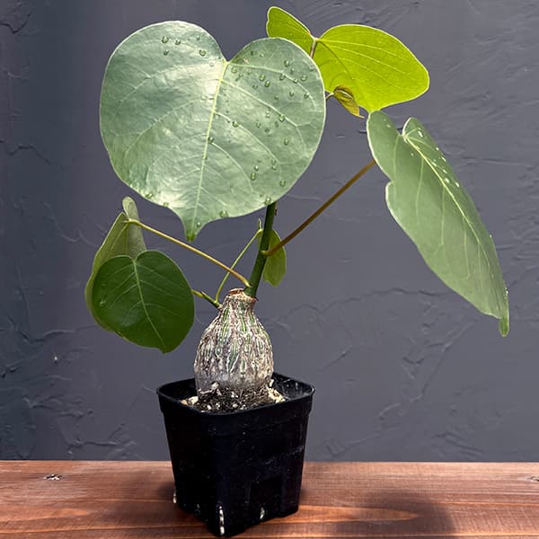 楽天市場】【現品】ボンバックス 8号 黒鉢【選べる観葉植物】【観葉