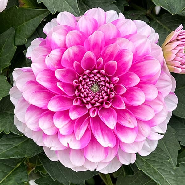 楽天市場】皇帝ダリア 一重や八重やいろいろお任せ2株セット 9cmポット