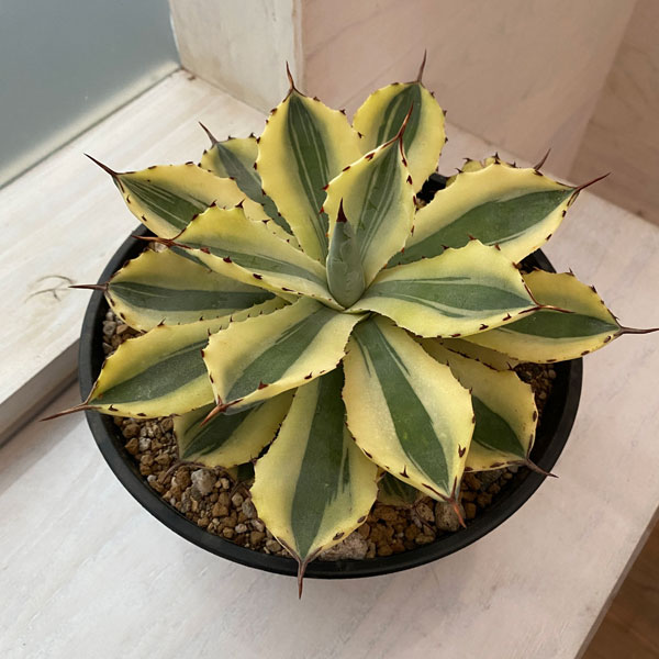 観葉植物 観葉植物
