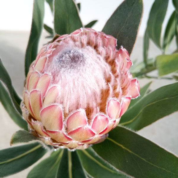 楽天市場】【送料無料】プロテア クリームミンク 花木苗 8号鉢 1