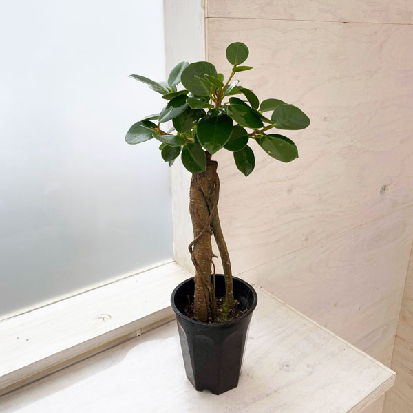 楽天市場】【☆残りわずか☆パンダガジュマル 6号 背丈約70cm前後