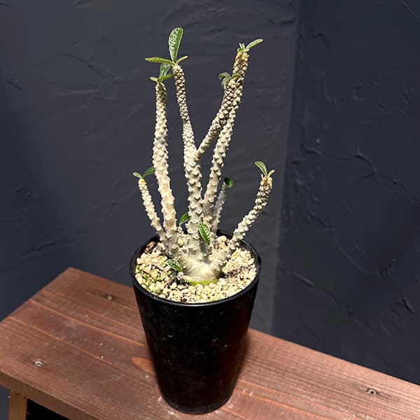 観葉草木/[貨物輸送無料]ドルステニア：ギガス 4号鉢植え 花・ガーデン・DIY-花・観葉植物