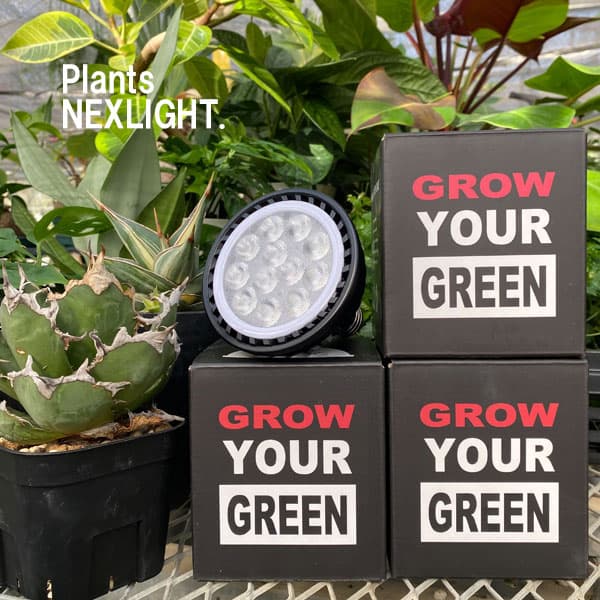 楽天市場】＼10%OFFクーポンあり／ ホワイト ブラックから選べる 観葉