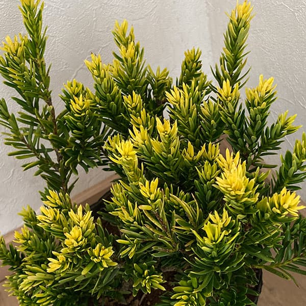 楽天市場】【イチイ属】黄金伽羅木5号Lポット(オウゴンキャラボク