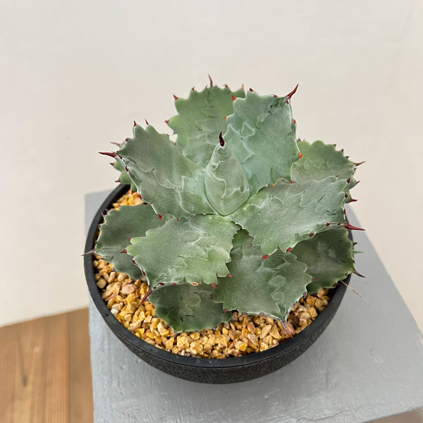 イシスメンシス　兜蟹　アガベ　雷帝　雷神 楽天市場】【現品・現物 】アガベ イシスメンシス 和名：雷帝