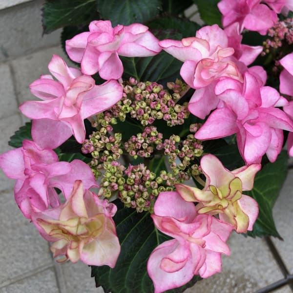 楽天市場】アジサイ 九重の桜 3.5号苗 あじさい 紫陽花 ややくすんだ藤