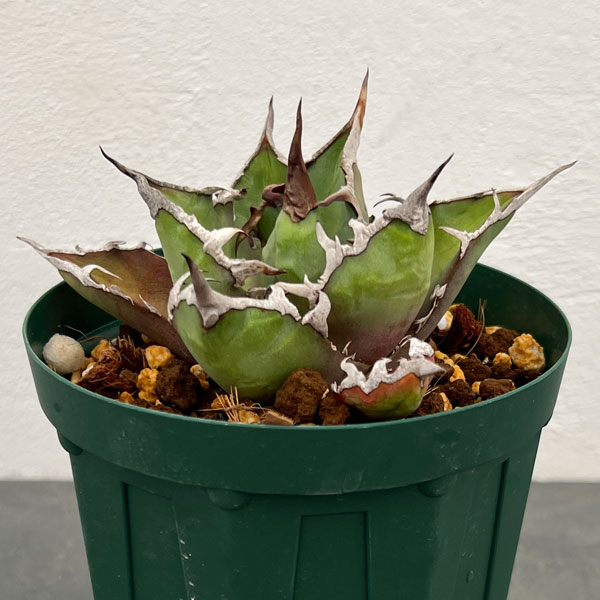 楽天市場】観葉植物/（わけあり特価）アガベ：チタノタ 姫巌竜 5号