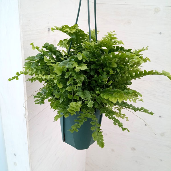 楽天市場】おしゃれ 観葉植物：ネフロレピス フィッシュテール*7