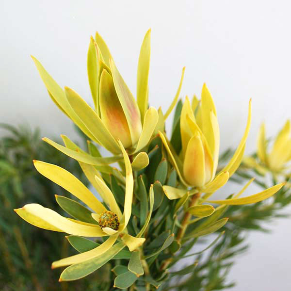 楽天市場】リューカデンドロン インカゴールド 5号鉢 Inca Gold