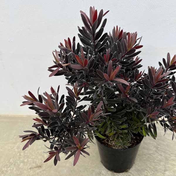 楽天市場】オージープランツ リューカデンドロン【デュリフ】5号