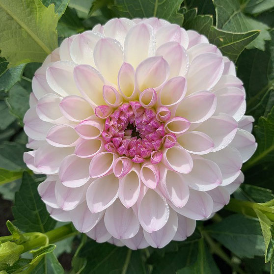 ミクリン ダリア ラベラ グランデ 6号 4鉢 マキシ 4号 4鉢 8鉢 楽天