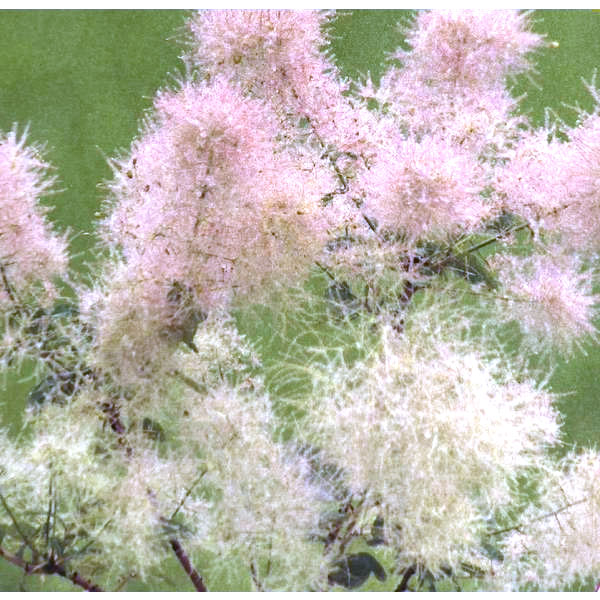 スモークツリー　パステルシュシュ　雌株　煙の木　苗木　花木　55 楽天市場】花木 庭木の苗/スモークツリー：パステルシュシュ5号ポット