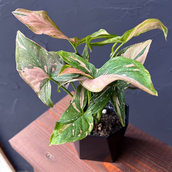 斑入り　シンゴニウム　苗　観葉植物 楽天市場】斑入り シンゴニウム シュリンクハート 3〜3.5号