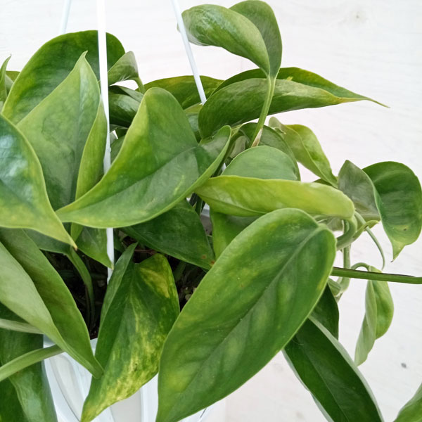 ☘観葉植物☘ポトス テルノわかくさ 5号 若草色 ☘観葉植物☘ポトス テルノわかくさ 5号 若草色 ポトス：テルノ