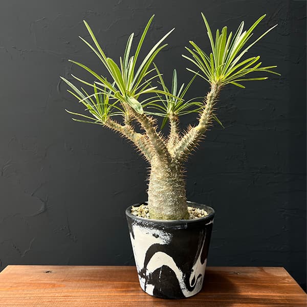 楽天市場】コーデックス：パキポディウム グラキリス 発根済