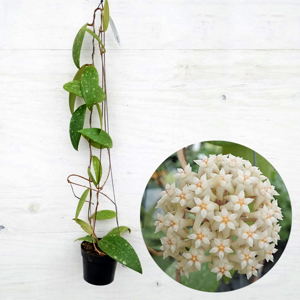 楽天市場】観葉植物/[ザ・ファームセレクト]ホヤ：斑入りパチクラータ 