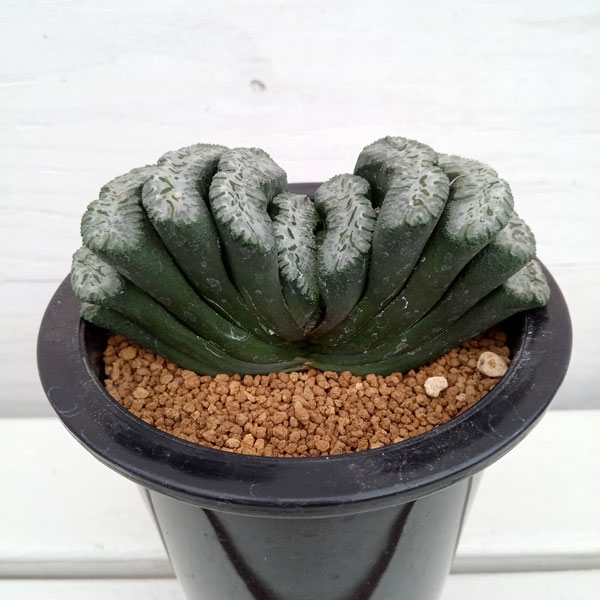 観葉植物/[棚卸セール]ハオルチア ：玉扇 荒波の磯（白窓に鮮明緑模様）4号｜園芸ネット プラス