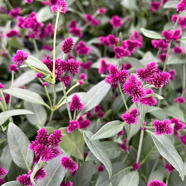 草花 楽天市場】苗 花苗 千日小坊 アルテルナンテラ ポリゲンス 1鉢