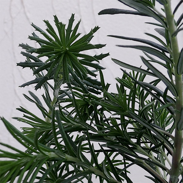 【現品】バンクシア・スピヌノーサ・ヘアピン（ヘアピンバンクシア）8号　３C番 現品】バンクシア・スピヌノーサ・ヘアピン（ヘアピンバンクシア