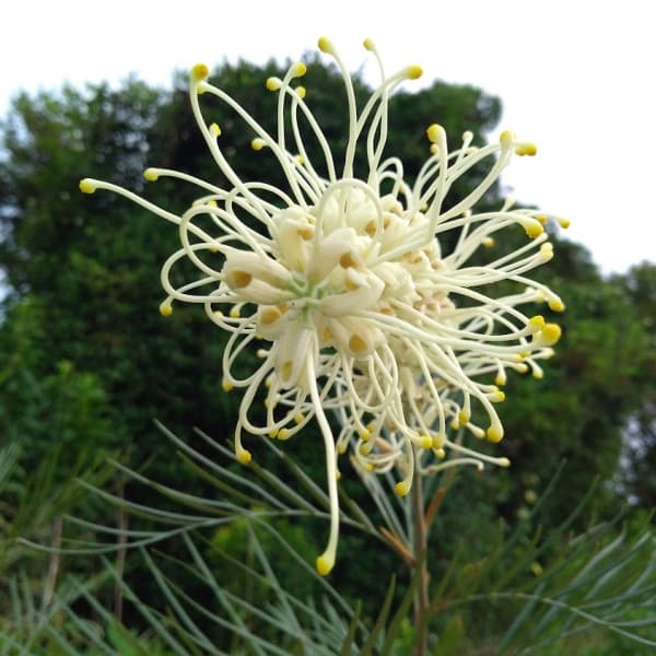 楽天市場】花木 庭木の苗/グレビレア：シルビア5号鉢植え : 園芸ネット