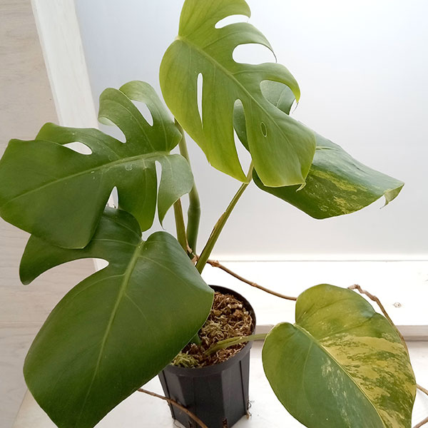 新着 観葉植物 ザ ファームセレクト モンステラ 黄斑 4号22-03