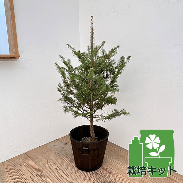 楽天市場】もみの木 苗 【ウラジロモミ】 約1.5m 根巻き苗 クリスマス