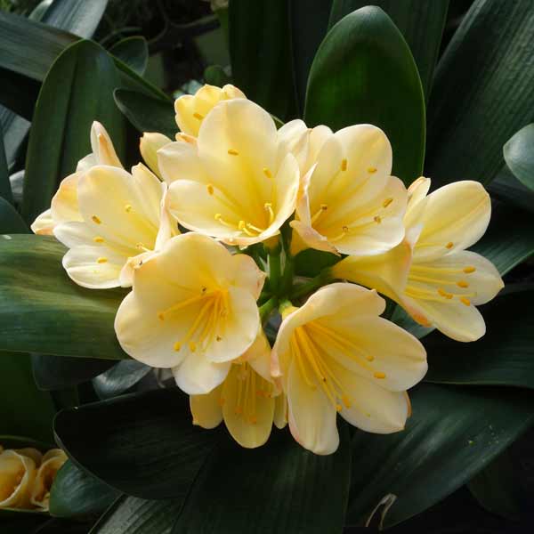 楽天市場】【花芽なし】黄花クンシラン(君子蘭) 細葉タイプ 6号鉢植え