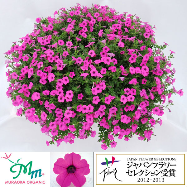 顕花植物の苗/[貨物輸送無料]ペチュニア：ソフィアの珠玉相撲取り草3.5号ポット 20株書き割り