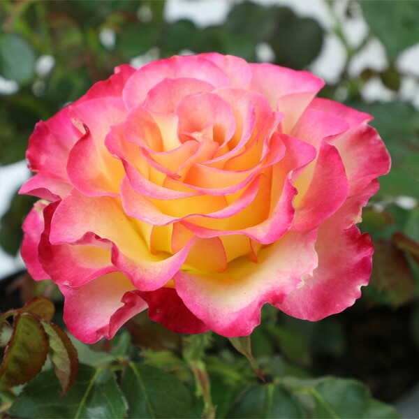 cake 様専用バラ＋エレガフミナ 苗 トゥルーブルーム レッドキャプテン