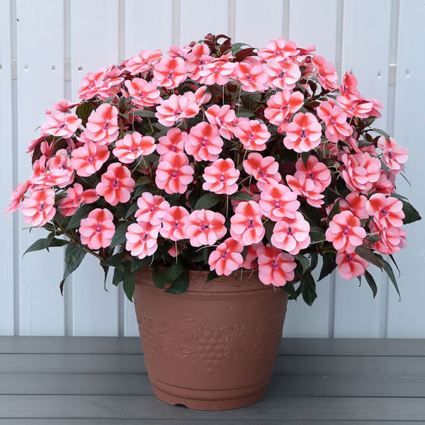 顕花植物の苗/[貨物輸送無料]サンパチェンス(R)：桃砂糖漬け3.5号ポット苗 20株書き割り