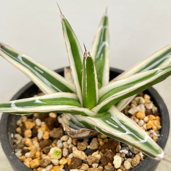 観葉草木/（わけあり特価）アガベ：氷山（ビクトリアレギナエ斑入り）3号鉢植え23-01 観葉植物-花・ガーデン・DIY
