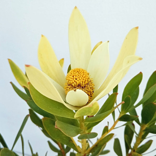 楽天市場】花木 庭木の苗/リューカデンドロン：チェーキー 7号鉢植え