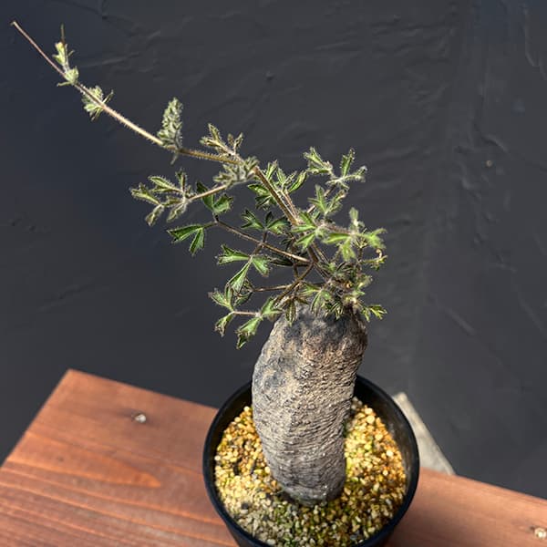 楽天市場】観葉植物/[棚卸セール]オペルクリカリア：デカリー （根伏せ