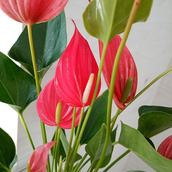 アンスリウム　ミシェル　MICHELLE アンスリウム Michelle ミシェル【906】 | PROTOLEAF プロトリーフ