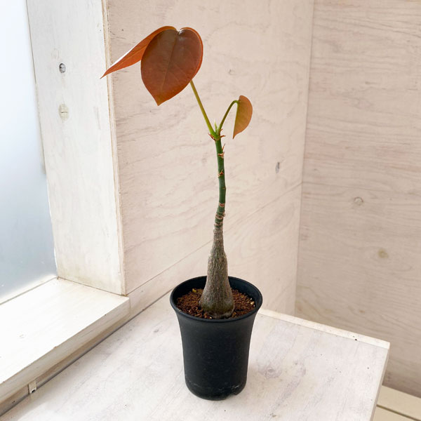 【現品】ボンバックス　8号　黒鉢　（2） 楽天市場】【ブラックフライデークーポン有！】【現品】ボンバックス 8