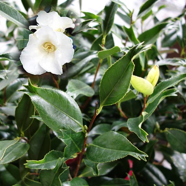 楽天市場】椿（ツバキ） 最小白花（サイショウシロバナ） 苗木 5.5号